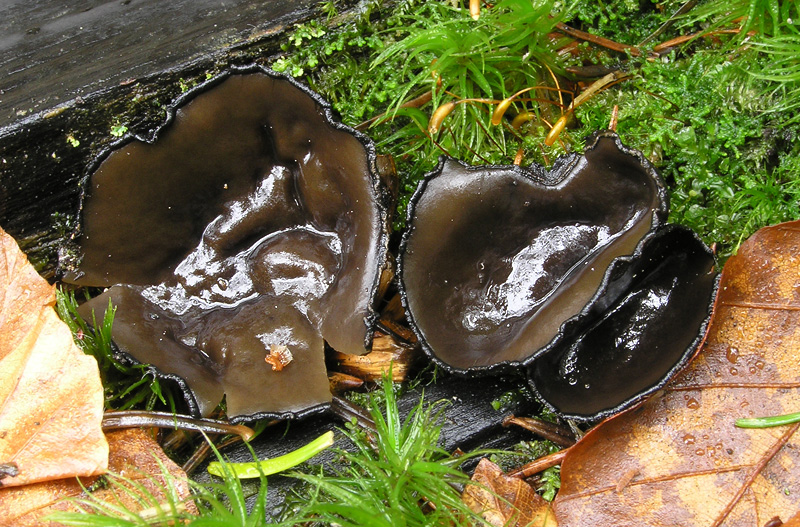 Pseudoplectania melaena